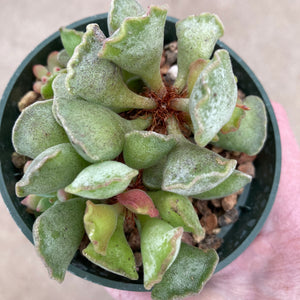 Adromischus cristatus - 4 inch plant