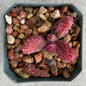 Adromischus marianae 'Herrei' - 3.5 inch plant