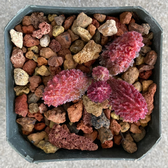 Adromischus marianae 'Herrei' - 3.5 inch plant