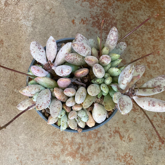 Adromischus trigynus - 6 inch plant