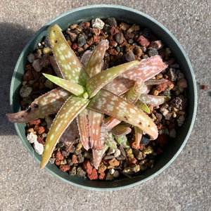 Aloe ellenbeckii - 6 inch plant