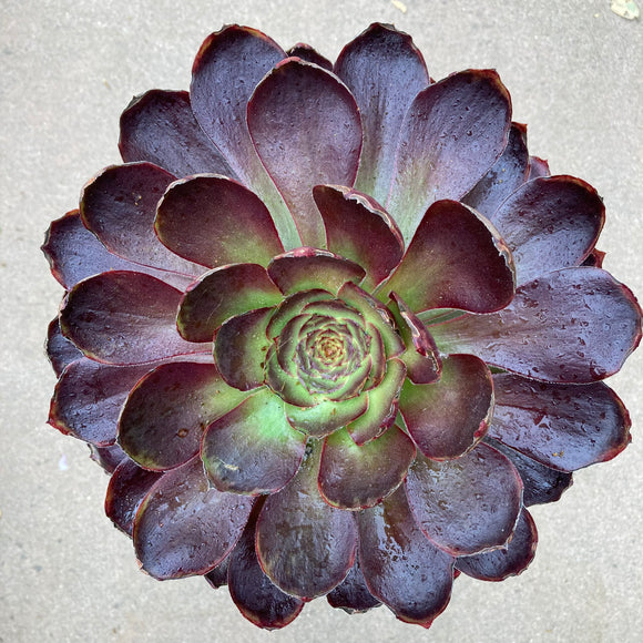 Aeonium arboreum 'Atropurpurem' - 1 gallon plant