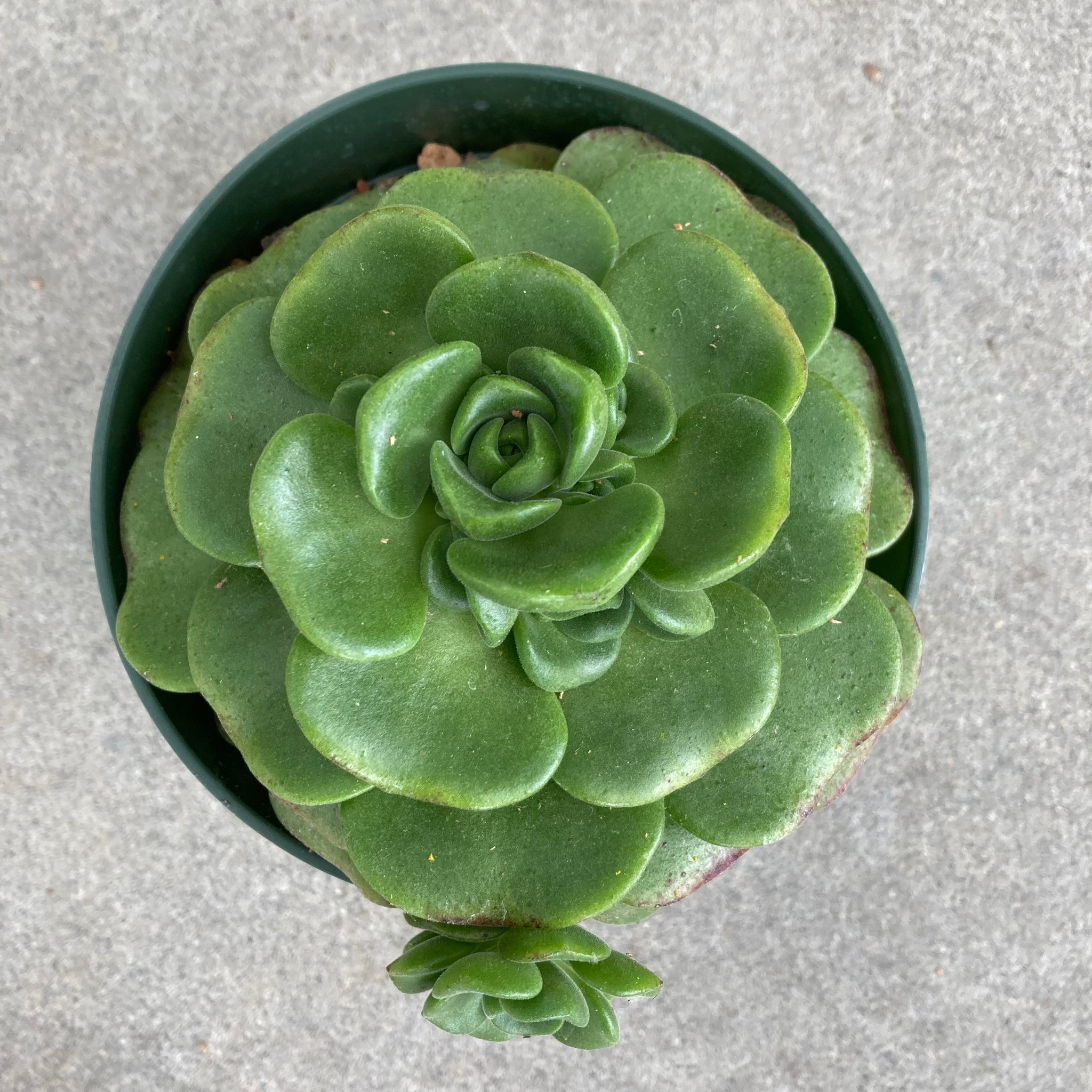 T. Succulent Form × Nizanda ＋ T. Icy Elf T. Succulent Form × Nizanda ＋ T. Icy Elf（6 Inch Potted