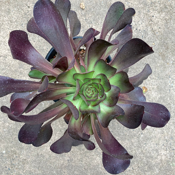 Aeonium 'Voodoo' - 1 gallon plant