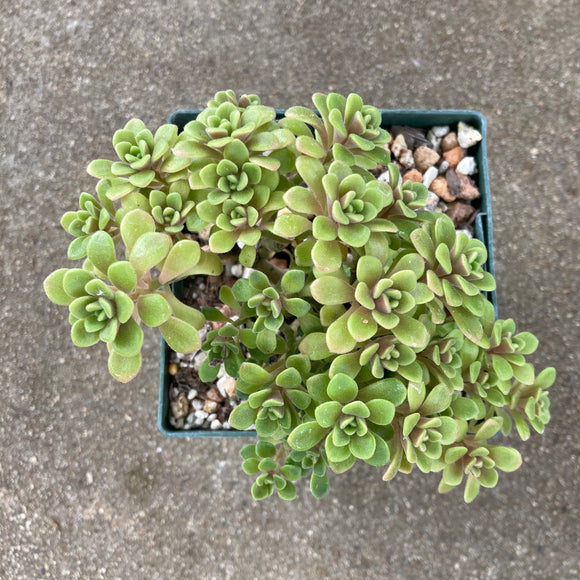 Aeonium lindleyi var. virgatum - 4 inch plant