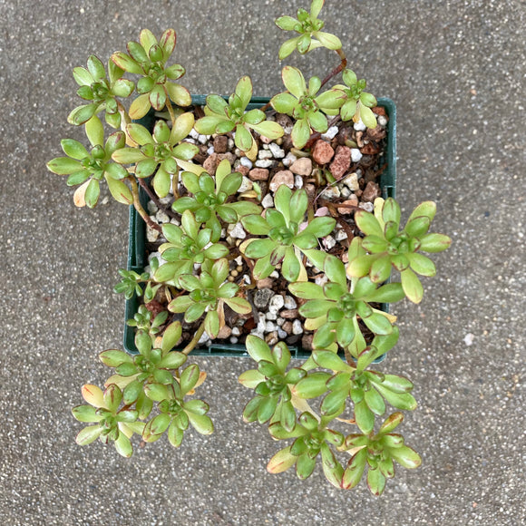 Aeonium sedifolium