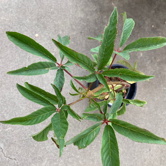 Aesculus parryi - 1 gallon plant