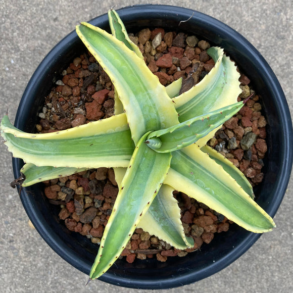 Agave 'Cornelius' - 1 gallon plant