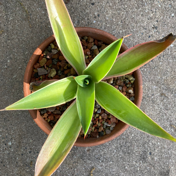 Agave desmetiana 'Variegata' - 1 gallon plant