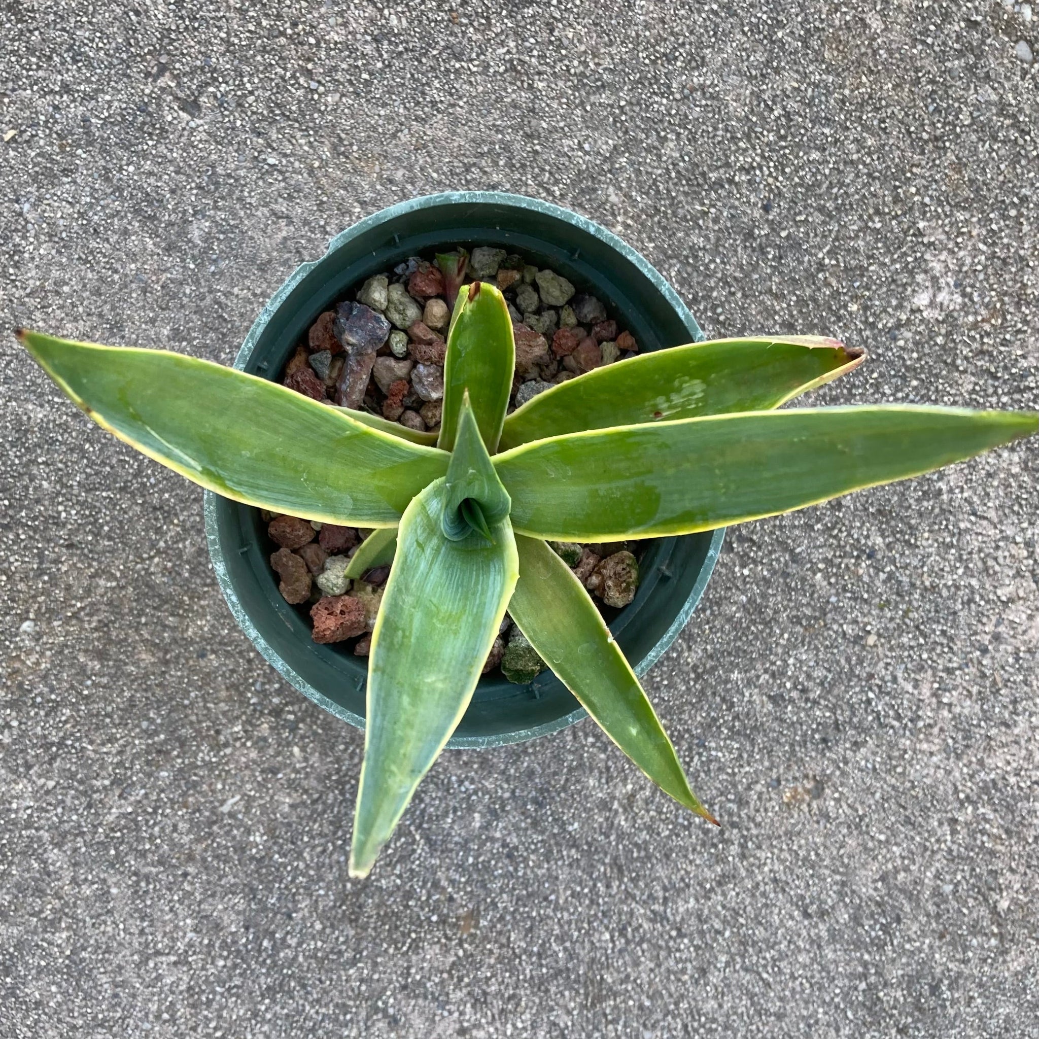 agave desmettiana variegata Agave desmettiana 'Variegata'