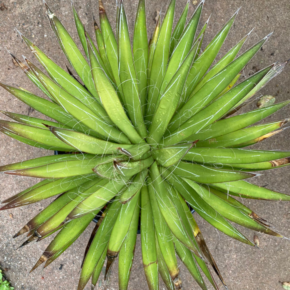 Agave filifera - 2 gallon plant