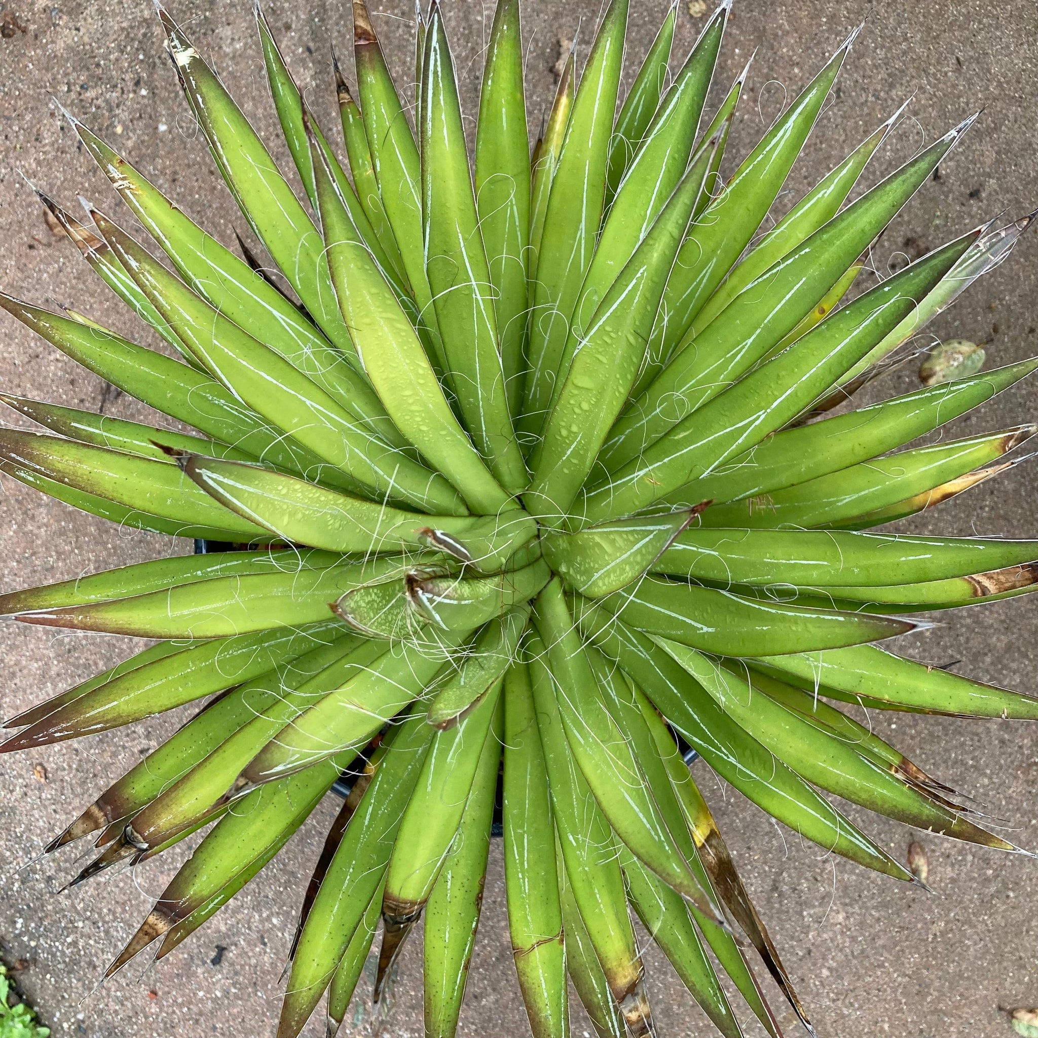 Agave filifera