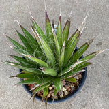 Agave filifera - 1 gallon plant