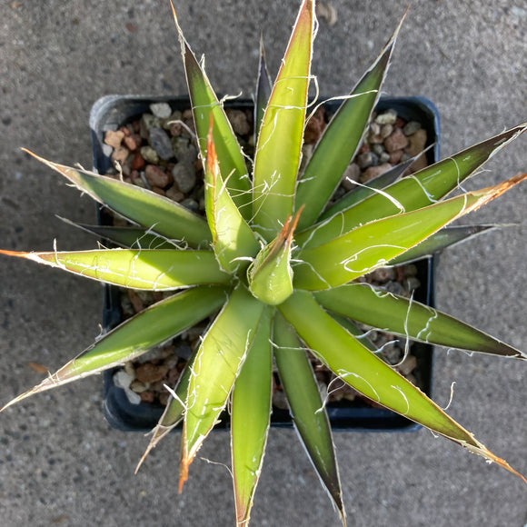 Agave filifera seedling - 1 gallon plant