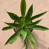 Agave mitis- 5 gallon plant