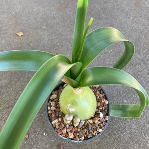 onion succulent plant Albuca bracteata