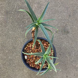 Aloiampelos striatula - 3 gallon plant