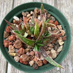 Aloe bellatula x Gasteria liliputana - 4 inch plant