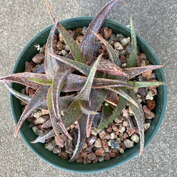 Aloe 'Silver Ridge' - 6 inch plant – Norrie's Gift and Garden Shop at ...