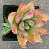 Aloe brevifolia - 4 inch plant