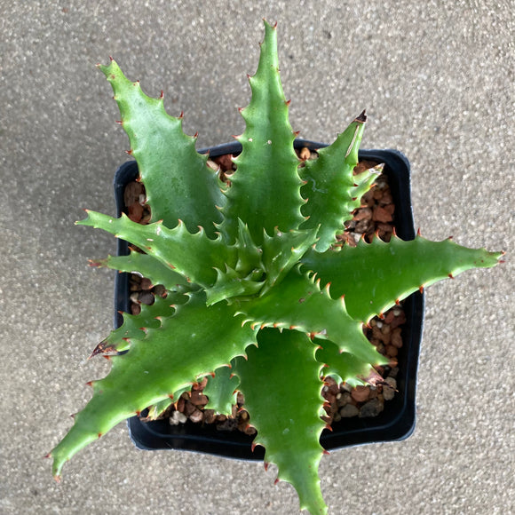 Aloe dorotheae - 1 gallon plant