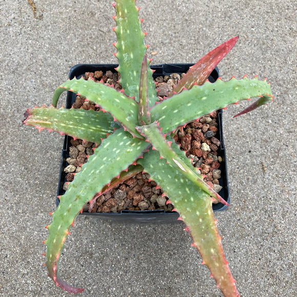 Aloe labworana - 1 gallon plant