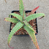 Aloe labworana - 1 gallon plant