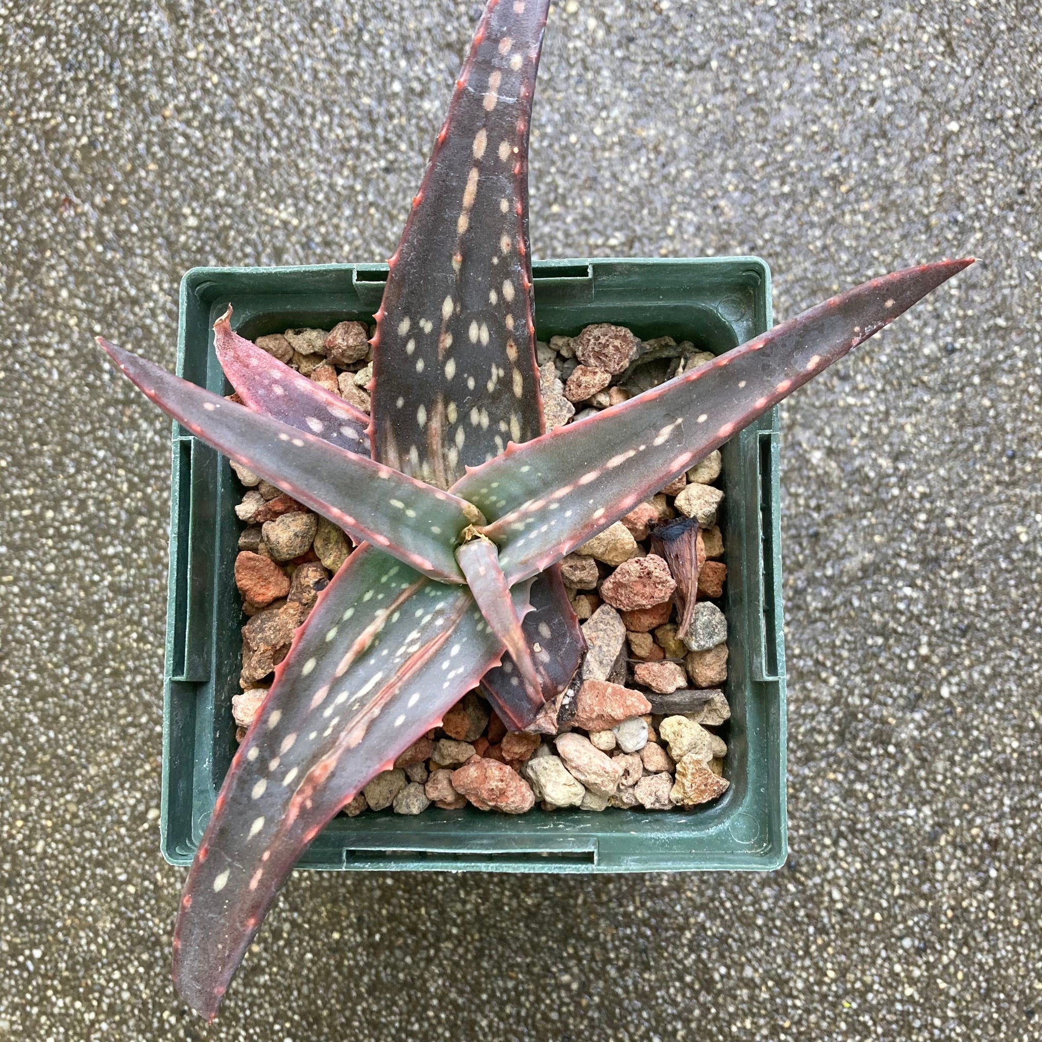 Aloe labworana - 1 gallon plant – Norrie's Gift and Garden Aloe labworana - 1 gallon plant – Norrie's Gift and Garden