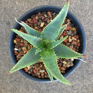 Aloe pubescens - 1 gallon plant