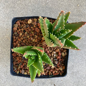 Aloe sp. (white teeth) - 1 gallon plant