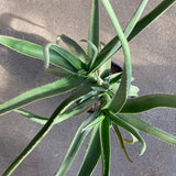 Aloidendron tongaense - 2 gallon plant