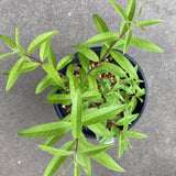 Aloysia citriodora - 1 gallon plant