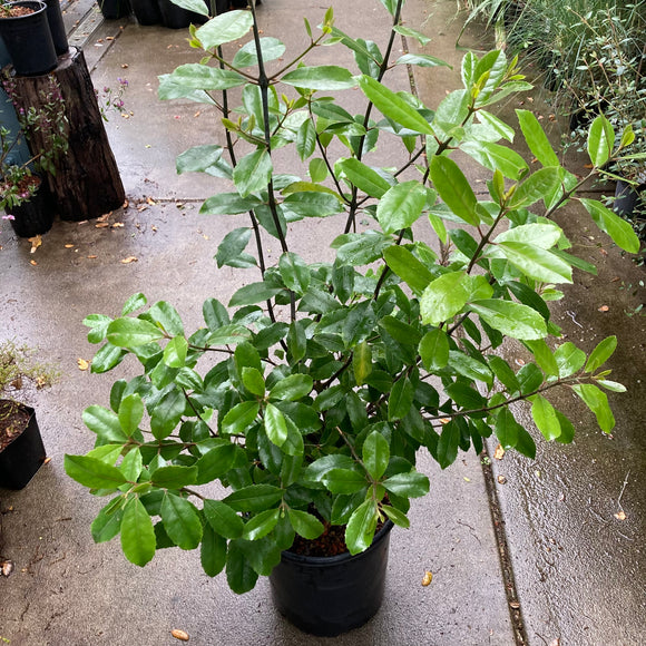 Alseuosmia macrophylla - 5 gallon plant