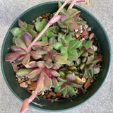 Anacampseros telephiastrum - 6 inch plant