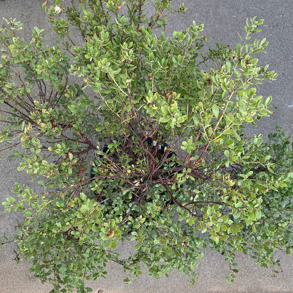 Arctostaphylos pumila - 2 gallon plant