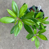 Arbutus andrachne - 1 gallon plant