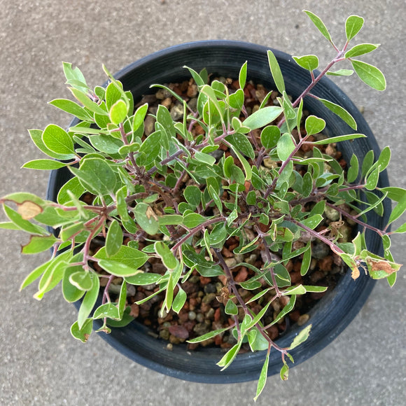 Arctostaphylos hookeri 'Buena Vista' - 1 gallon plant