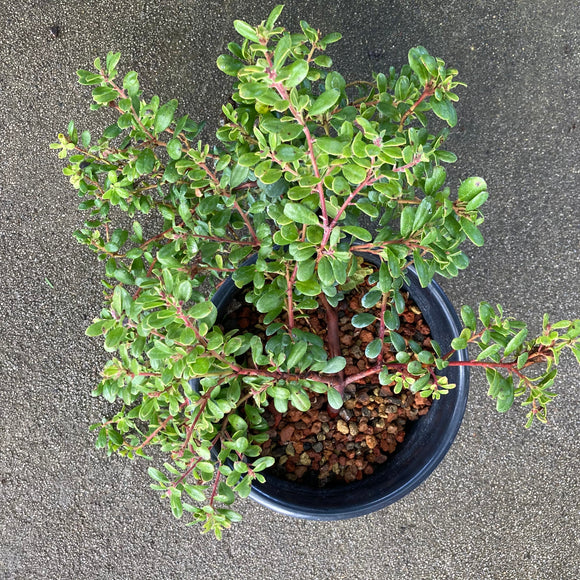 Arctostaphylos pumila 'Gowan's Companion' - 1 gallon plant