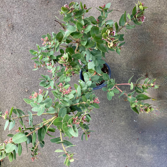 Arctostaphylos 'Parker Flats' - 1 gallon plant