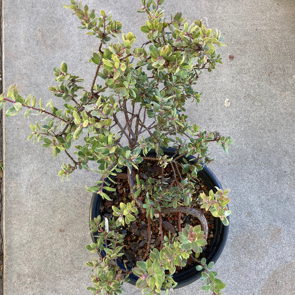 Arctostaphylos morroensis - 5 gallon plant