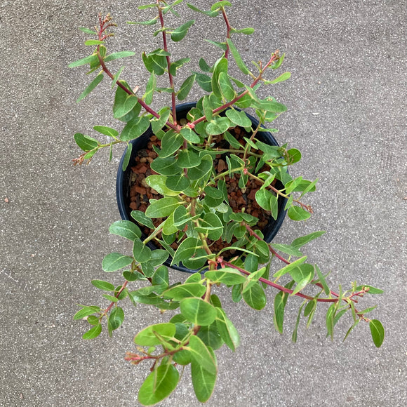 Arctostaphylos insularis 'Evelyn' - 1 gallon plant