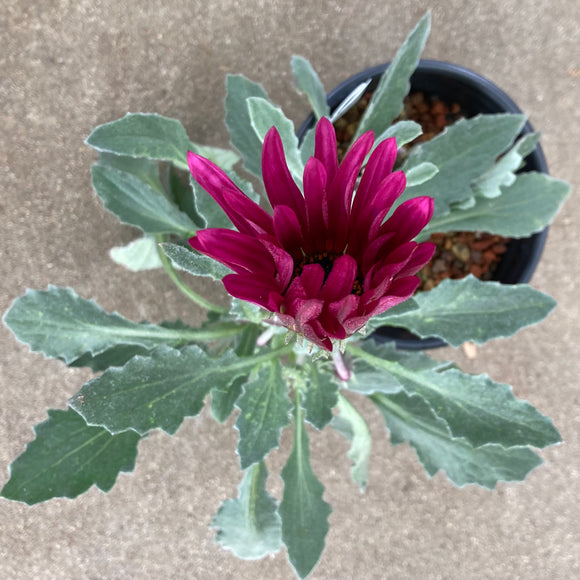 Arctotis 'Ultra Violet' - 1 gallon plant