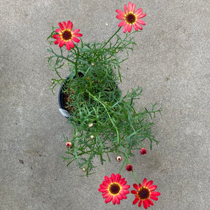 Argyranthemum (single red) - 1 gallon plant