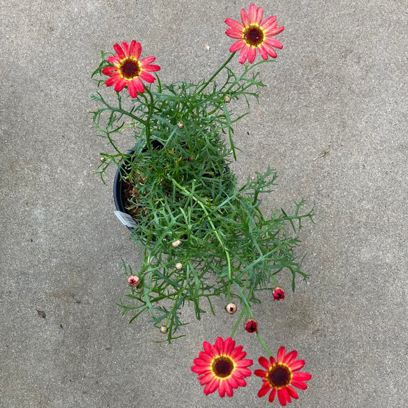 Argyranthemum (single red) - 1 gallon plant