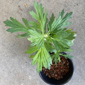 Artemisia douglasiana - 1 gallon plant