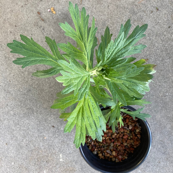 Artemisia douglasiana - 1 gallon plant