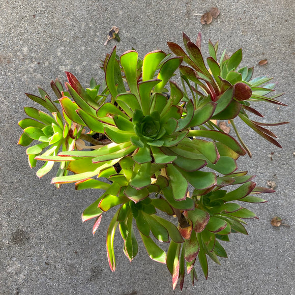 Aeonium simsii x arboreum 'Zwartkop' - 6 inch plant