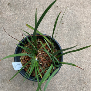 Aristea spiralis - 1 gallon plant