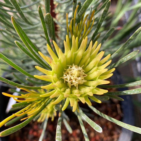 Aulax cancellata (female) - 2 gallon plant