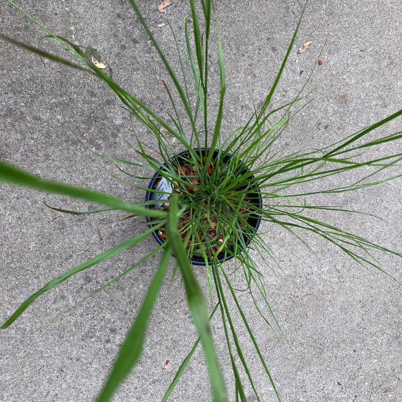 Austrostipa ramosissima - 1 gallon plant